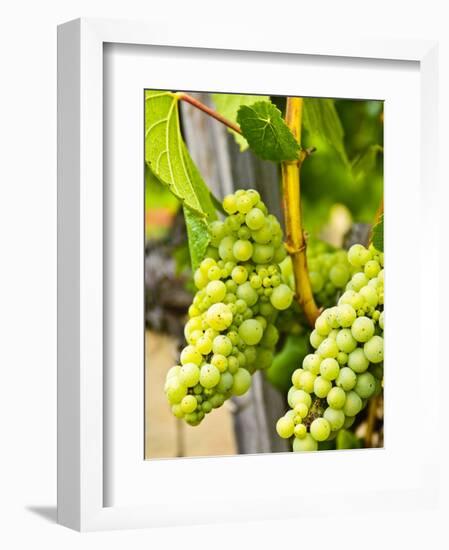 Grape Vines in Northern California Near Mendocino-Michael DeFreitas-Framed Photographic Print