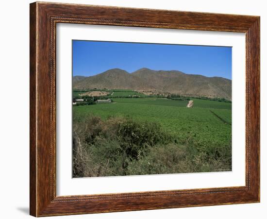 Grape Vines in the Valle De Elqui, Chile, South America-Aaron McCoy-Framed Photographic Print