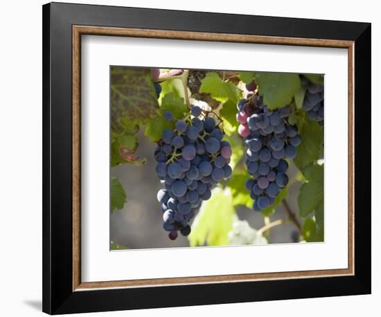 Grape Vines, Languedoc, France, Europe-Martin Child-Framed Photographic Print