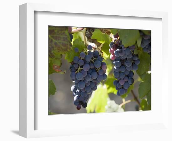 Grape Vines, Languedoc, France, Europe-Martin Child-Framed Photographic Print