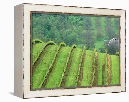 Grape Vineyards, Newberg, Oregon, USA-Chuck Haney-Framed Premier Image Canvas