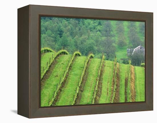 Grape Vineyards, Newberg, Oregon, USA-Chuck Haney-Framed Premier Image Canvas