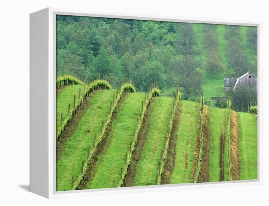 Grape Vineyards, Newberg, Oregon, USA-Chuck Haney-Framed Premier Image Canvas