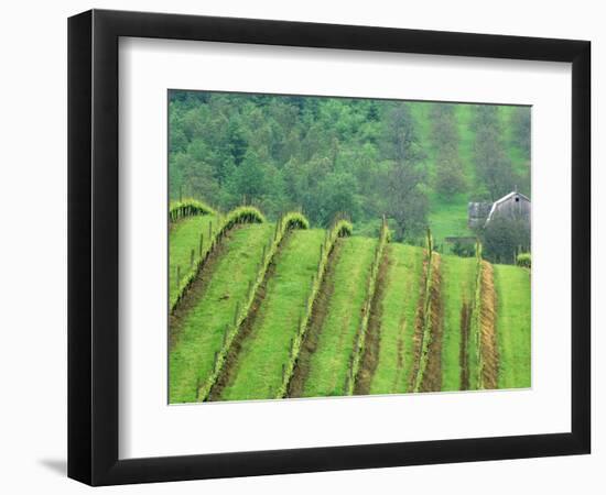 Grape Vineyards, Newberg, Oregon, USA-Chuck Haney-Framed Photographic Print