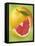 Grapefruit and Wedge of Grapefruit with Pink Flesh-null-Framed Premier Image Canvas