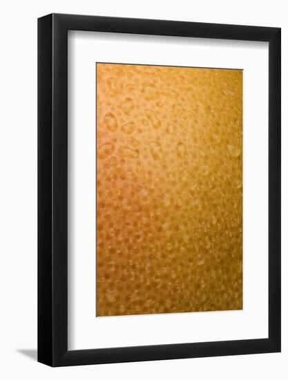 Grapefruit Skin-Steve Gadomski-Framed Photographic Print