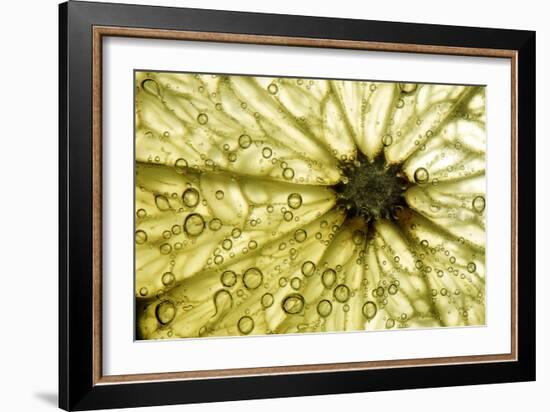 Grapefruit Slice-Linda Wright-Framed Photographic Print