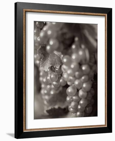 Grapes #19-Alan Blaustein-Framed Photographic Print