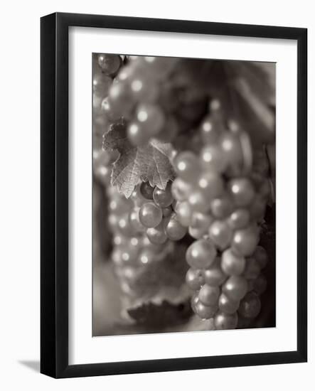 Grapes #19-Alan Blaustein-Framed Photographic Print