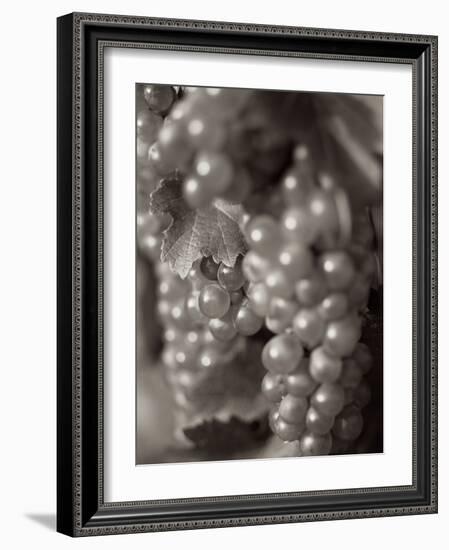 Grapes #19-Alan Blaustein-Framed Photographic Print