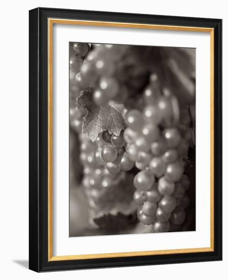 Grapes #19-Alan Blaustein-Framed Photographic Print