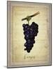 Grapes 1-Natasha Wescoat-Mounted Giclee Print