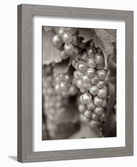 Grapes #20-Alan Blaustein-Framed Photographic Print