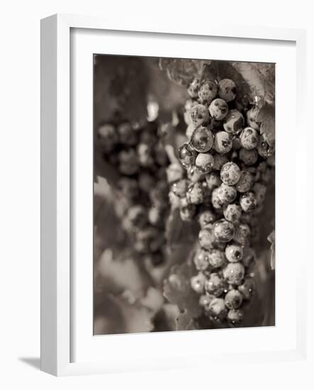 Grapes #24-Alan Blaustein-Framed Photographic Print