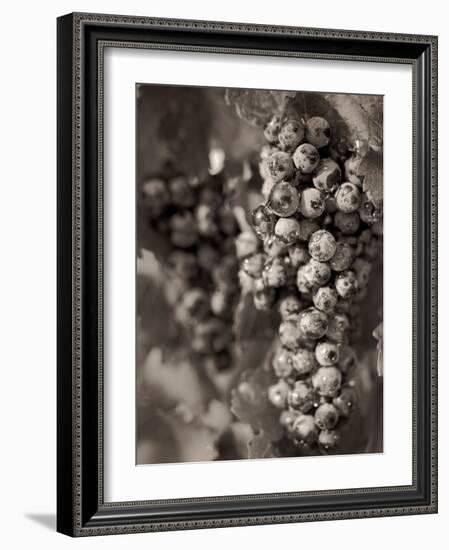 Grapes #24-Alan Blaustein-Framed Photographic Print