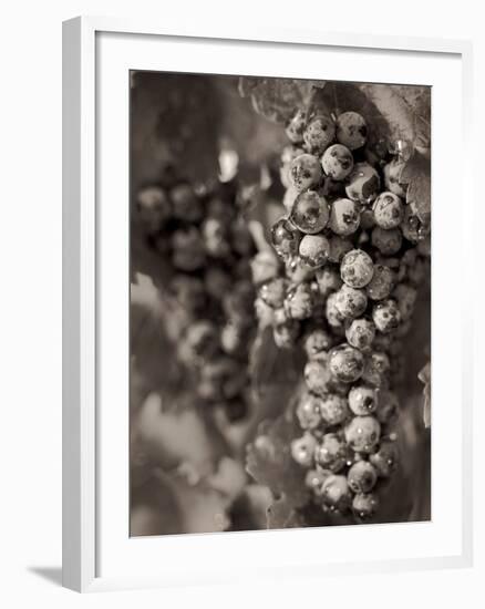 Grapes #24-Alan Blaustein-Framed Photographic Print