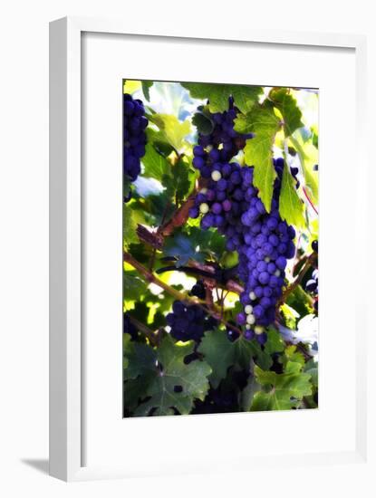 Grapes 2-Alan Hausenflock-Framed Photographic Print