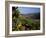Grapes and Vines in the Douro Valley Above Pinhao-Ian Aitken-Framed Photographic Print