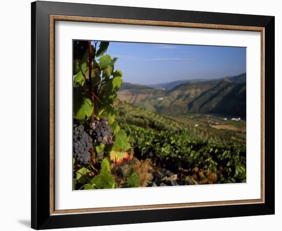 Grapes and Vines in the Douro Valley Above Pinhao-Ian Aitken-Framed Photographic Print