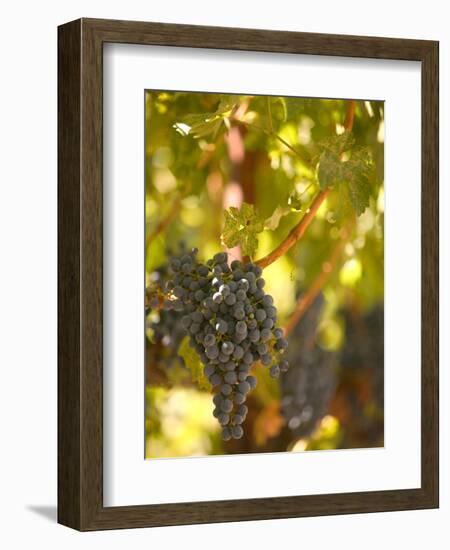 Grapes and Vineyard, Rutherford, Napa Valley, California-Walter Bibikow-Framed Photographic Print