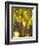 Grapes and Vineyard, Rutherford, Napa Valley, California-Walter Bibikow-Framed Photographic Print