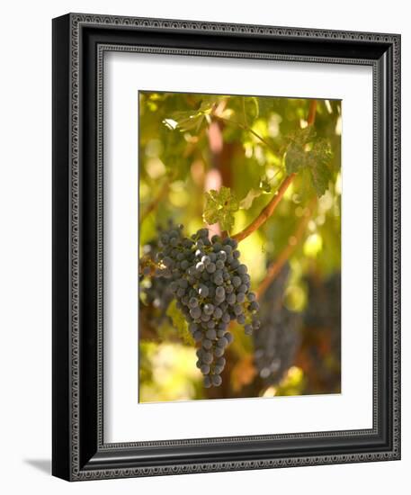 Grapes and Vineyard, Rutherford, Napa Valley, California-Walter Bibikow-Framed Photographic Print