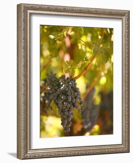 Grapes and Vineyard, Rutherford, Napa Valley, California-Walter Bibikow-Framed Photographic Print