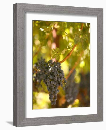 Grapes and Vineyard, Rutherford, Napa Valley, California-Walter Bibikow-Framed Photographic Print