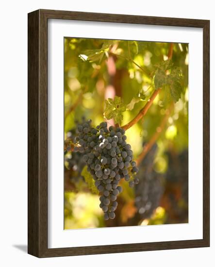 Grapes and Vineyard, Rutherford, Napa Valley, California-Walter Bibikow-Framed Photographic Print