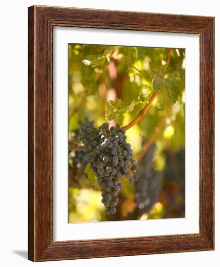 Grapes and Vineyard, Rutherford, Napa Valley, California-Walter Bibikow-Framed Photographic Print