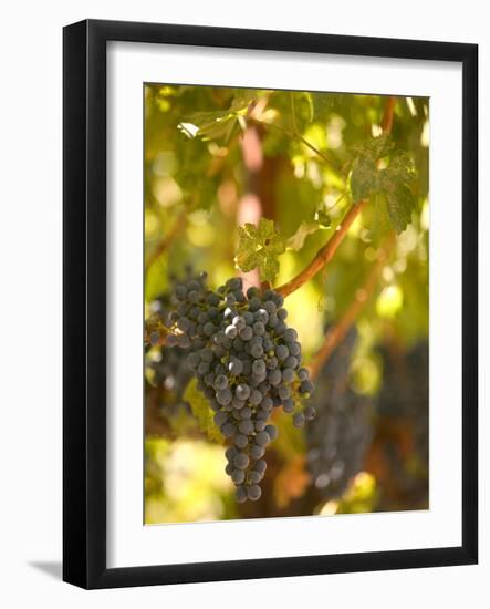 Grapes and Vineyard, Rutherford, Napa Valley, California-Walter Bibikow-Framed Photographic Print