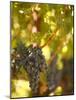 Grapes and Vineyard, Rutherford, Napa Valley, California-Walter Bibikow-Mounted Photographic Print