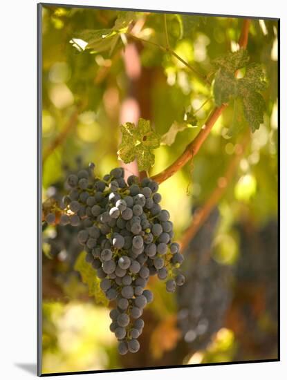 Grapes and Vineyard, Rutherford, Napa Valley, California-Walter Bibikow-Mounted Photographic Print