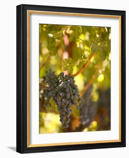 Grapes and Vineyard, Rutherford, Napa Valley, California-Walter Bibikow-Framed Photographic Print