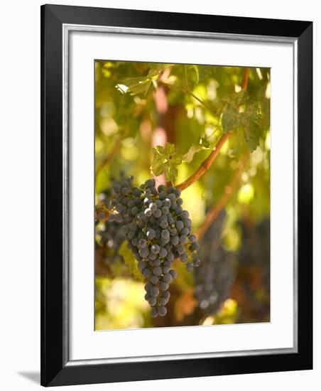 Grapes and Vineyard, Rutherford, Napa Valley, California-Walter Bibikow-Framed Photographic Print