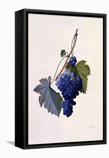 Grapes, C.1747-Georg Dionysius Ehret-Framed Premier Image Canvas