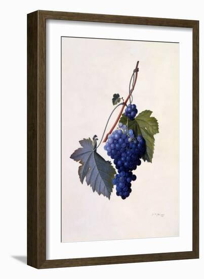 Grapes, C.1747-Georg Dionysius Ehret-Framed Giclee Print