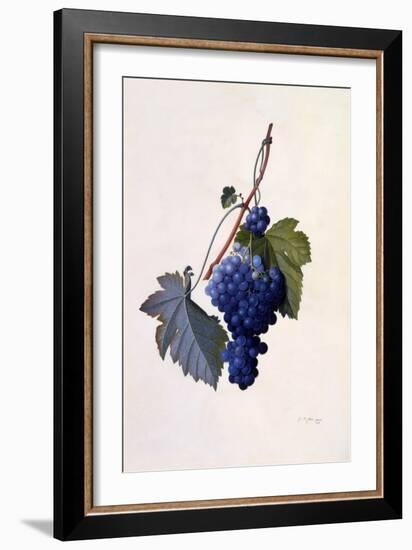 Grapes, C.1747-Georg Dionysius Ehret-Framed Giclee Print