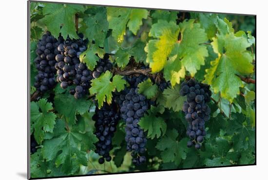 Grapes, Cabernet, Virginia, Vineyard, 2004 (Photo)-Kenneth Garrett-Mounted Giclee Print