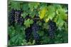 Grapes, Cabernet, Virginia, Vineyard, 2004 (Photo)-Kenneth Garrett-Mounted Giclee Print