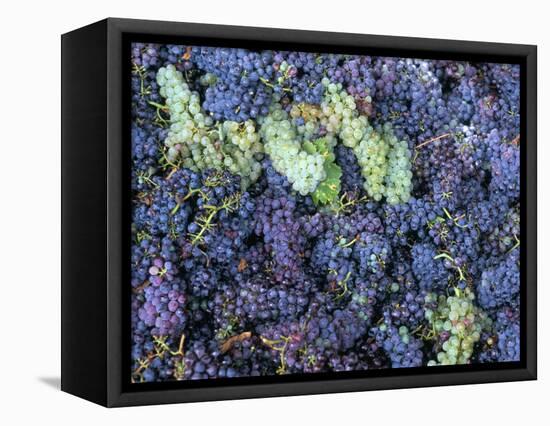 Grapes for Chianti Wine, Chianti, Tuscany, Italy-Bruno Morandi-Framed Premier Image Canvas