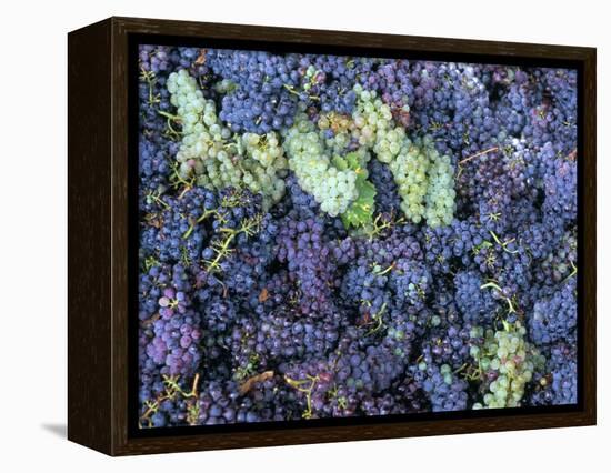 Grapes for Chianti Wine, Chianti, Tuscany, Italy-Bruno Morandi-Framed Premier Image Canvas