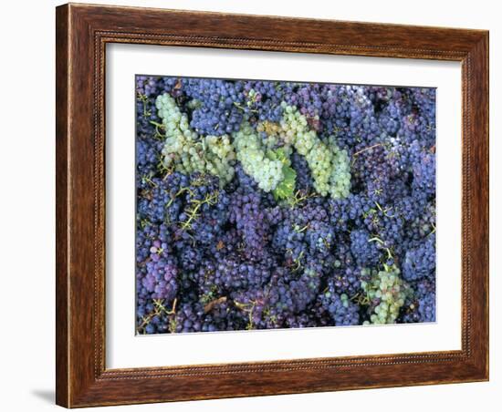Grapes for Chianti Wine, Chianti, Tuscany, Italy-Bruno Morandi-Framed Photographic Print
