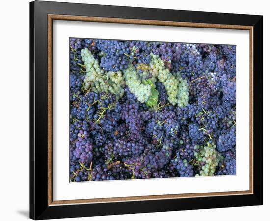 Grapes for Chianti Wine, Chianti, Tuscany, Italy-Bruno Morandi-Framed Photographic Print