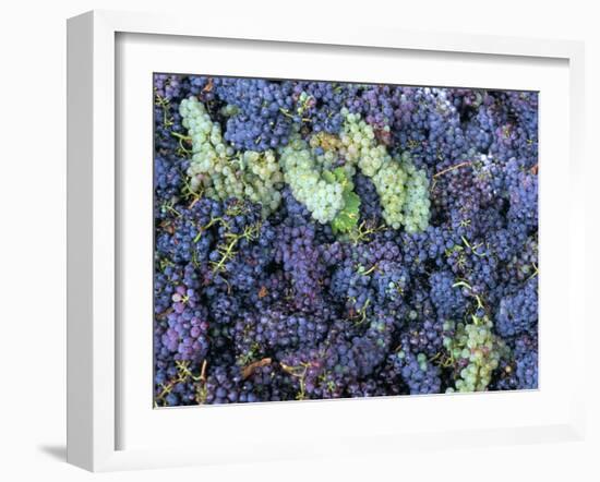 Grapes for Chianti Wine, Chianti, Tuscany, Italy-Bruno Morandi-Framed Photographic Print