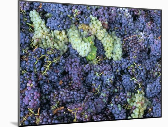 Grapes for Chianti Wine, Chianti, Tuscany, Italy-Bruno Morandi-Mounted Photographic Print