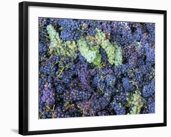 Grapes for Chianti Wine, Chianti, Tuscany, Italy-Bruno Morandi-Framed Photographic Print