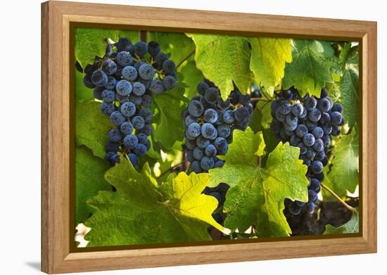 Grapes Growing in Napa Valley-Jon Hicks-Framed Premier Image Canvas