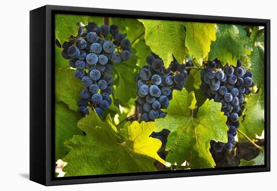 Grapes Growing in Napa Valley-Jon Hicks-Framed Premier Image Canvas