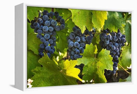 Grapes Growing in Napa Valley-Jon Hicks-Framed Premier Image Canvas
